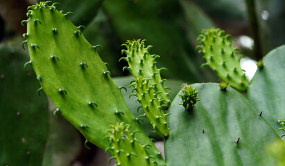 The leaves of Opuntia cochenillifera are shaped like a spoon and have many spines with curved ends.
