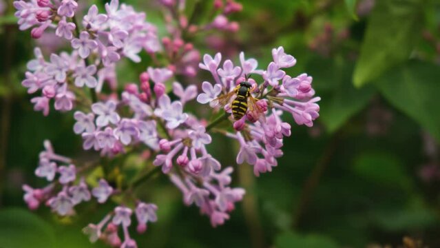 Bee lilac flower branch close-up. A beautiful lilac bush bloomed in spring. The striped bee collects nectar for honey. A flowering bush in the garden. The concept of awakening, the beauty of spring.