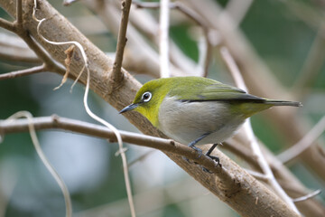 冬枯れの木にメジロ