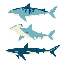 Set of different sharks. Sea inhabitants in flat style. - obrazy, fototapety, plakaty