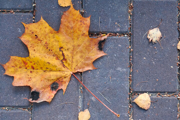 A yellow autumn fallen leaf lies on the paving stones. Selective focus
