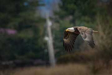 2023-02-09 A MATURE BALD EAGLE IN FLIGHT WITH A BLURRY BACKGROUND IN BOW WASHINGTON
