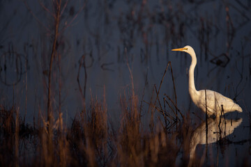 Early Hunt - During the early morning, a large egret sets out in search of food. It steadily walks among the lake's reeds in search of the daily catch. 