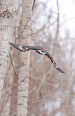 Pileated woodpecker flying into the forest, Quebec, Canada