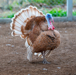 Turkeys 