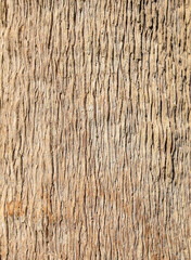 Tree bark as an abstract background.