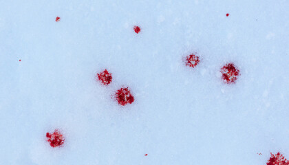 Red blood on white snow