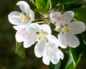 Flowers on the branches of an apple tree in spring.
