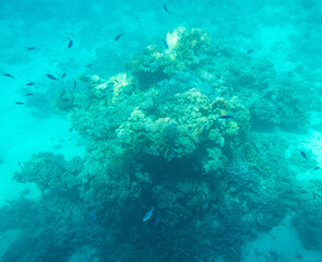 Fototapeta na wymiar Coral reef at the bottom of the Red Sea.