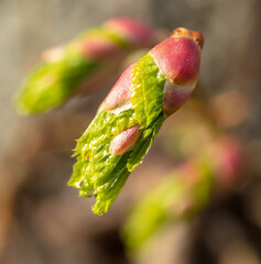 Opening bud on a tree in spring.