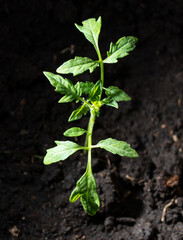 Tomato seedling in the ground in spring.