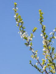 Flowers on a cherry tree against a blue sky in spring.