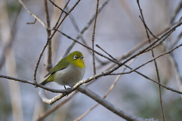 冬枯れの木にメジロ