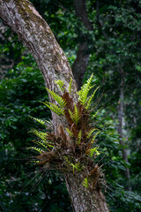Marantaceae forest vegetation. Odzala-Kokoua National Park. Cuvette-Ouest Region. Republic of the...