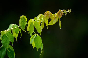 Marantaceae forest vegetation. Odzala-Kokoua National Park. Cuvette-Ouest Region. Republic of the Congo