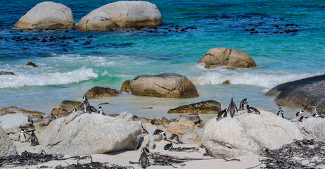 Pinguine am Boulders Beach in Simon’s Town Südafrika