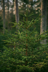 Young spruce trees and saplings. Concept of better future and reforestation. Forest restoration and environmental protection in Europe.
