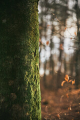 tree trunk isolated from background. bark of tree