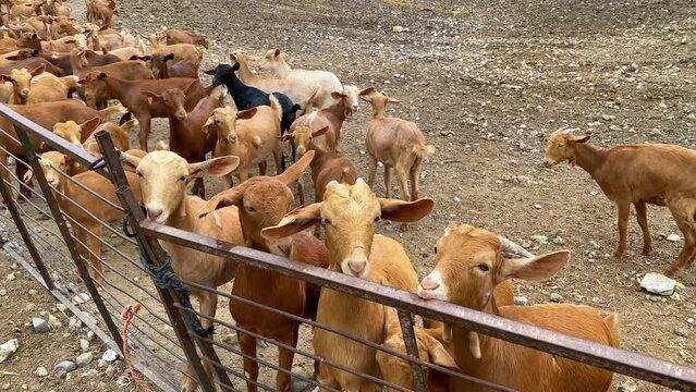 Big herd of brown and black goats, animals flock at a farm in Spain, farm to table, ecological farming, 4K shot