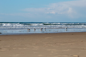 Fototapeta na wymiar A group of seagulls standing on the seashore in Mission Beach, California.