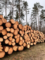 Lumber stored in stacked piles in forest. Close up of wooden logs sorted.