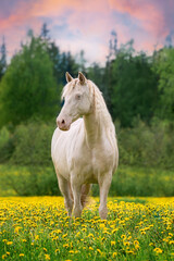 Beautiful andalusian horse in the field with flowers