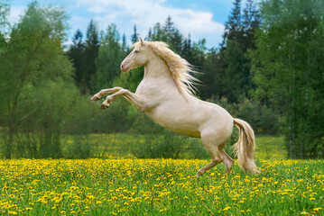 Beautiful andalusian horse rearing up in the field with flowers - 570160459