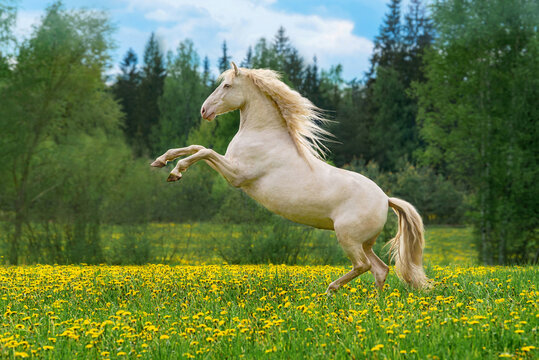 Beautiful andalusian horse rearing up in the field with flowers