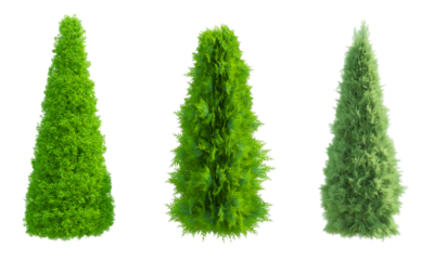 Eastern Cedar Thuja White Cedar shrub set alpha channel, 