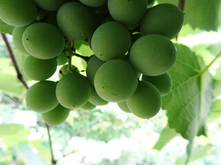Grape harvest, green berries on the plant in natural conditions, close-up
