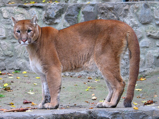 Cougar (Puma concolor) portrait