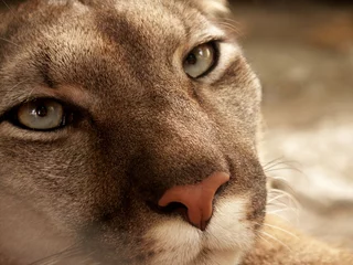 Tuinposter Cougar (Puma concolor) portrait © Hipokamp