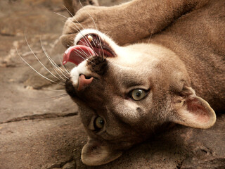 Cougar (Puma concolor) portrait © Hipokamp