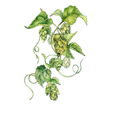 Hop vine, plant malt watercolor illustration isolated on white background. Hop on brunch with leaves hand drawn. Design element for advertising beer festival, label, menu, packaging, St Patrick's day.