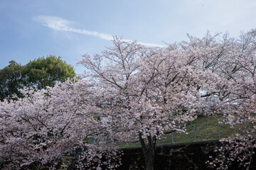 桜の木