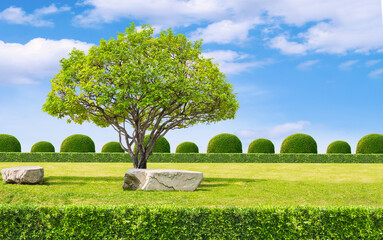Big canopy tree and rock seats on green lawn with hedge in topiary garden against clouds on blue sky background, front view with copy space 
