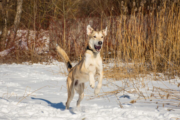 Fototapeta na wymiar portrait of a dog in winter nature.