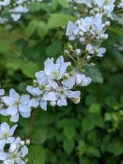 macro photo of white flowers in nature