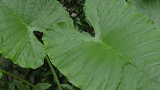 A large green leaf of a tropical plant in a forest, in Vietnam