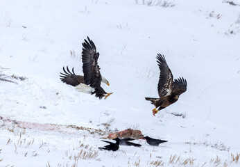eagle in flight, bold eagle 