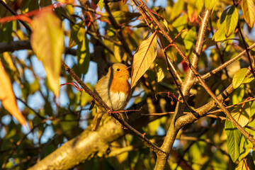 Robin enjoy the last daylight