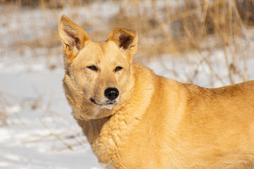 portrait of a dog in winter nature.