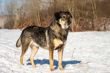 portrait of a dog in winter nature.