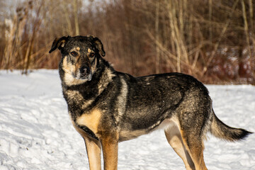 portrait of a dog in winter nature.