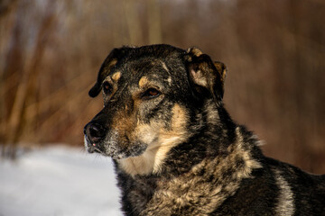 portrait of a dog in winter nature.