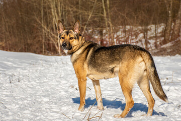 portrait of a dog in winter nature.