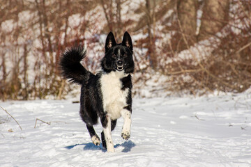 portrait of a dog in winter nature.