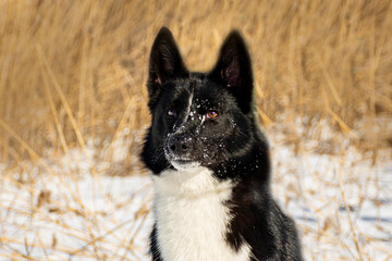 portrait of a dog in winter nature.