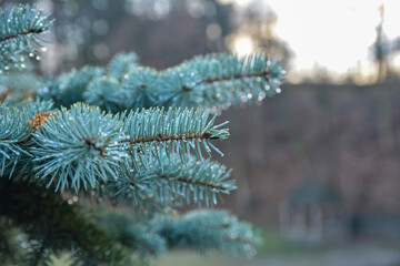 Naklejka na ściany i meble natural background branch blue spruce .Blurred focus image.