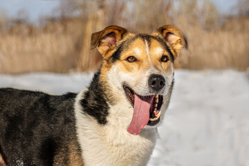 portrait of a dog in winter nature.